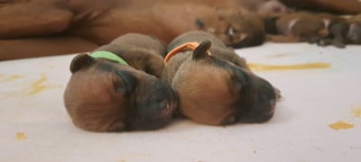 Les chiots de Rhodesian Ridgeback