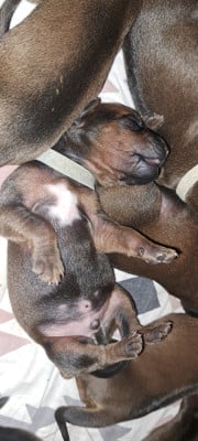 Les chiots de Rhodesian Ridgeback