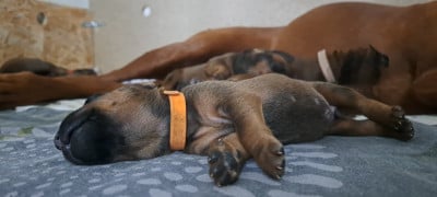Les chiots de Rhodesian Ridgeback
