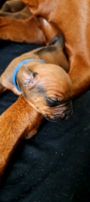 Les chiots de Rhodesian Ridgeback
