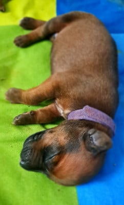 Les chiots de Rhodesian Ridgeback