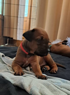 Les chiots de Rhodesian Ridgeback