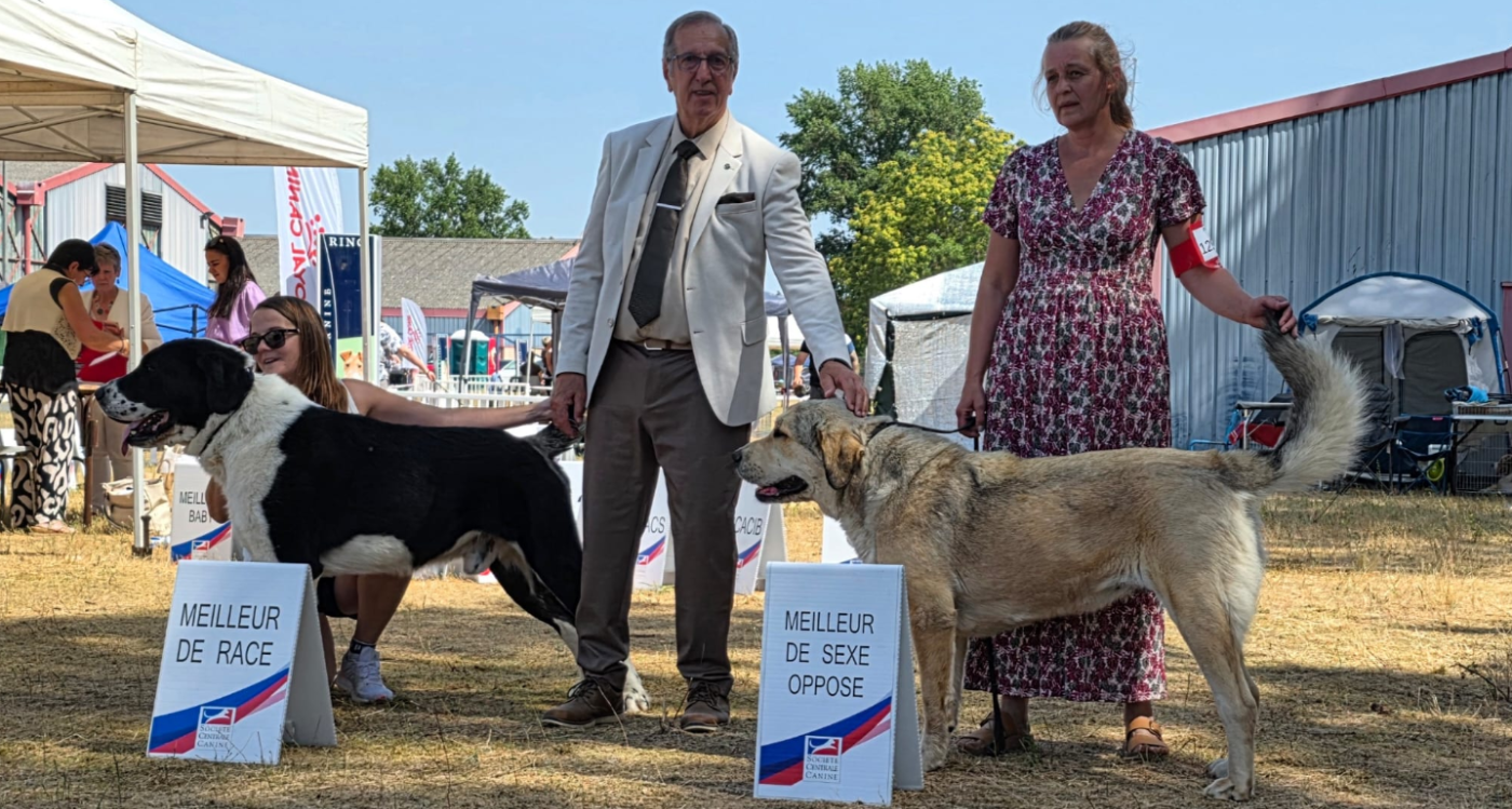 CH. Baron De Lavaud V-Amira - Meilleur de Sexe Opposé (BOS)