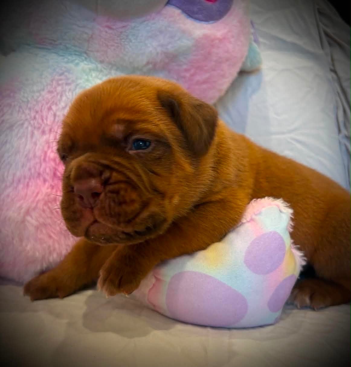 Collier Bleu - Dogue de Bordeaux