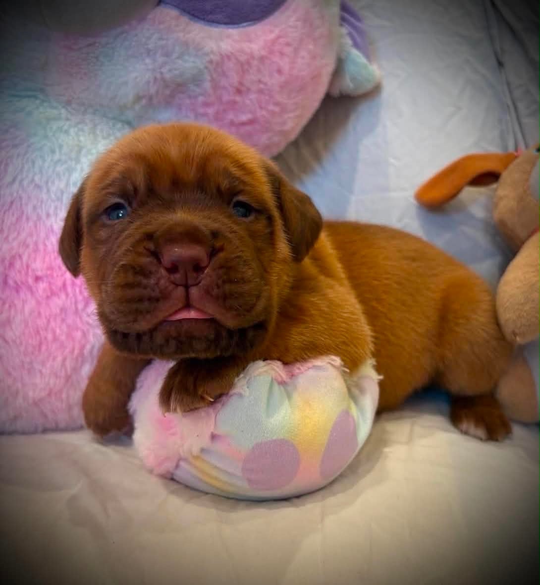 collier vert - Dogue de Bordeaux