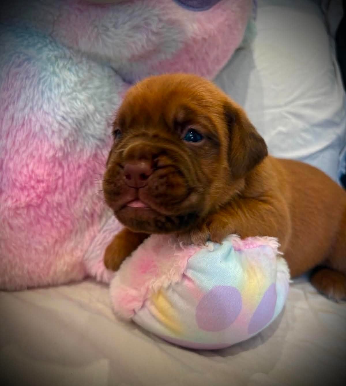 collier rouge - Dogue de Bordeaux