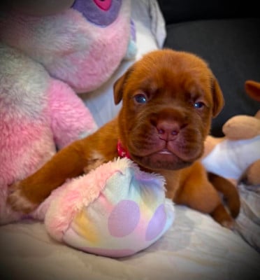 Les chiots de Dogue de Bordeaux