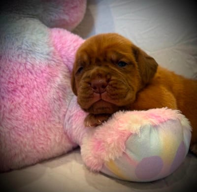 Les chiots de Dogue de Bordeaux