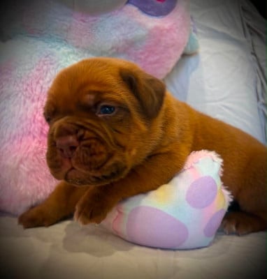 Les chiots de Dogue de Bordeaux