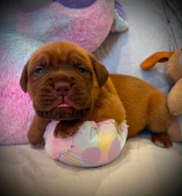 Les chiots de Dogue de Bordeaux