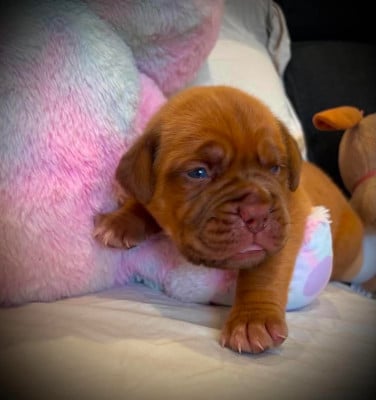 Les chiots de Dogue de Bordeaux
