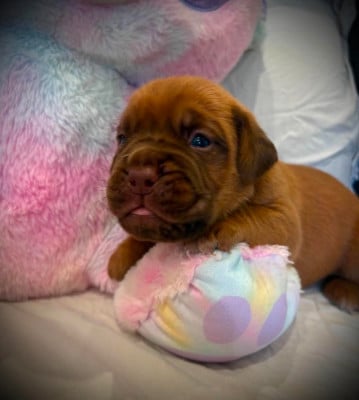 Les chiots de Dogue de Bordeaux