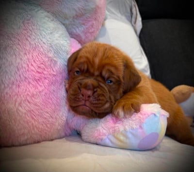 Les chiots de Dogue de Bordeaux