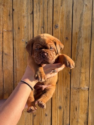 Les chiots de Dogue de Bordeaux