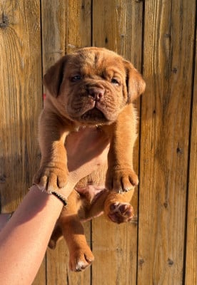 Les chiots de Dogue de Bordeaux