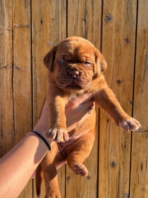 Les chiots de Dogue de Bordeaux
