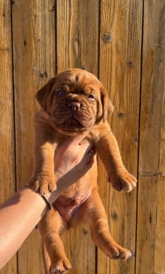 Les chiots de Dogue de Bordeaux