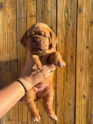Les chiots de Dogue de Bordeaux