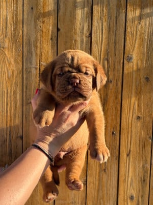 Les chiots de Dogue de Bordeaux
