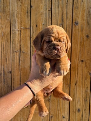 Les chiots de Dogue de Bordeaux