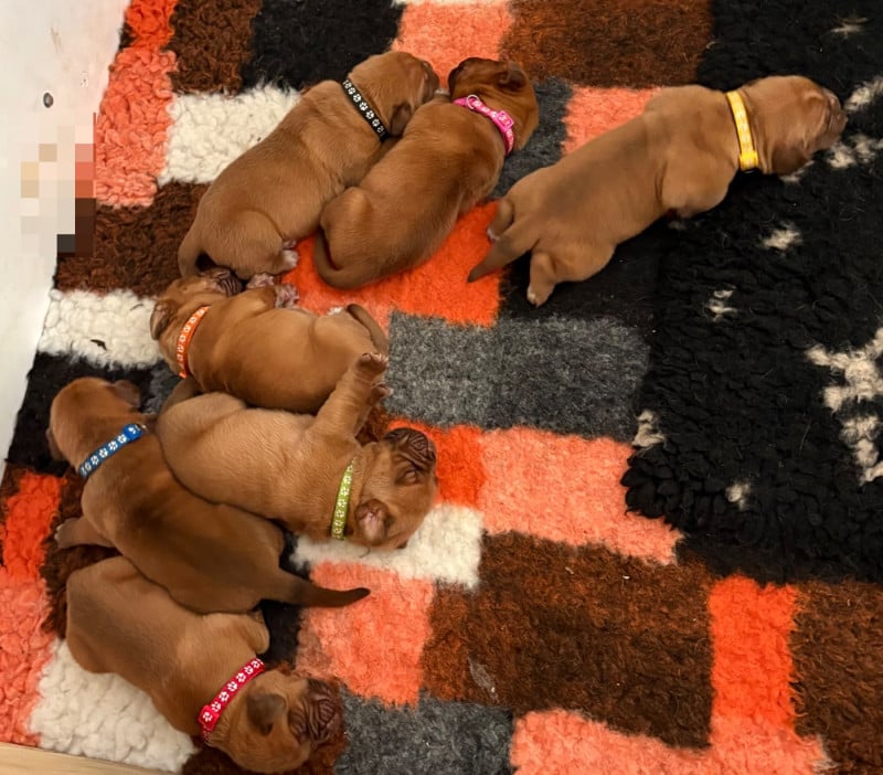 Dogue de Bordeaux - Les Dogues De Rubracanis