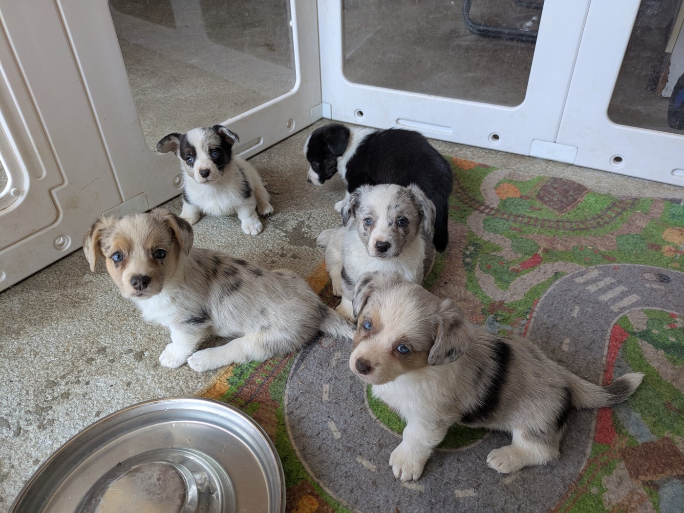 Chiot Welsh Corgi Cardigan
