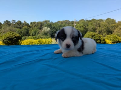 Les chiots de Welsh Corgi Cardigan