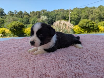 Les chiots de Welsh Corgi Cardigan