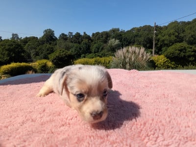 Les chiots de Welsh Corgi Cardigan