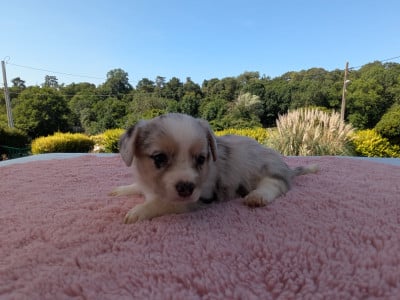 Les chiots de Welsh Corgi Cardigan