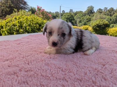 Les chiots de Welsh Corgi Cardigan