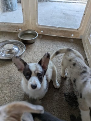 Les chiots de Welsh Corgi Cardigan