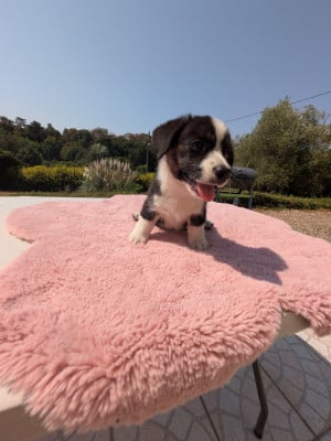 Les chiots de Welsh Corgi Cardigan