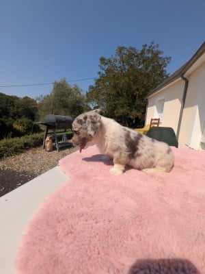Les chiots de Welsh Corgi Cardigan
