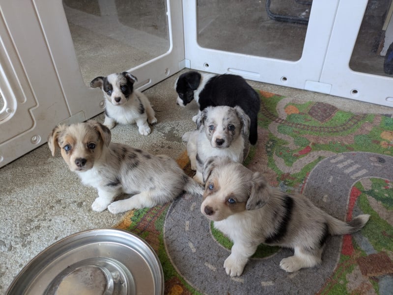 Welsh Corgi Cardigan - des Tempêtes Célestes