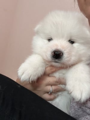Les chiots de Samoyède
