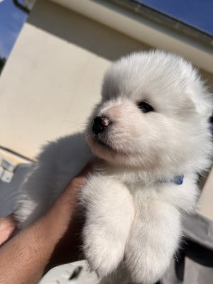 Les chiots de Samoyède