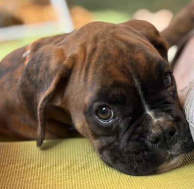Les chiots de Boxer