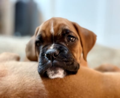 Les chiots de Boxer