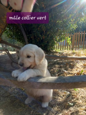 Les chiots de Golden Retriever