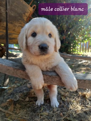 Les chiots de Golden Retriever