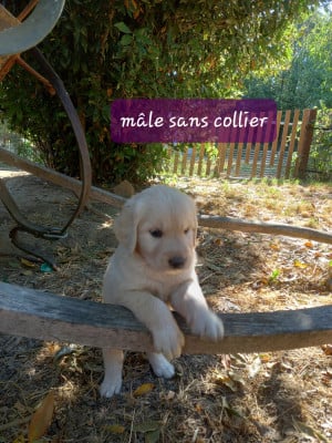 Les chiots de Golden Retriever