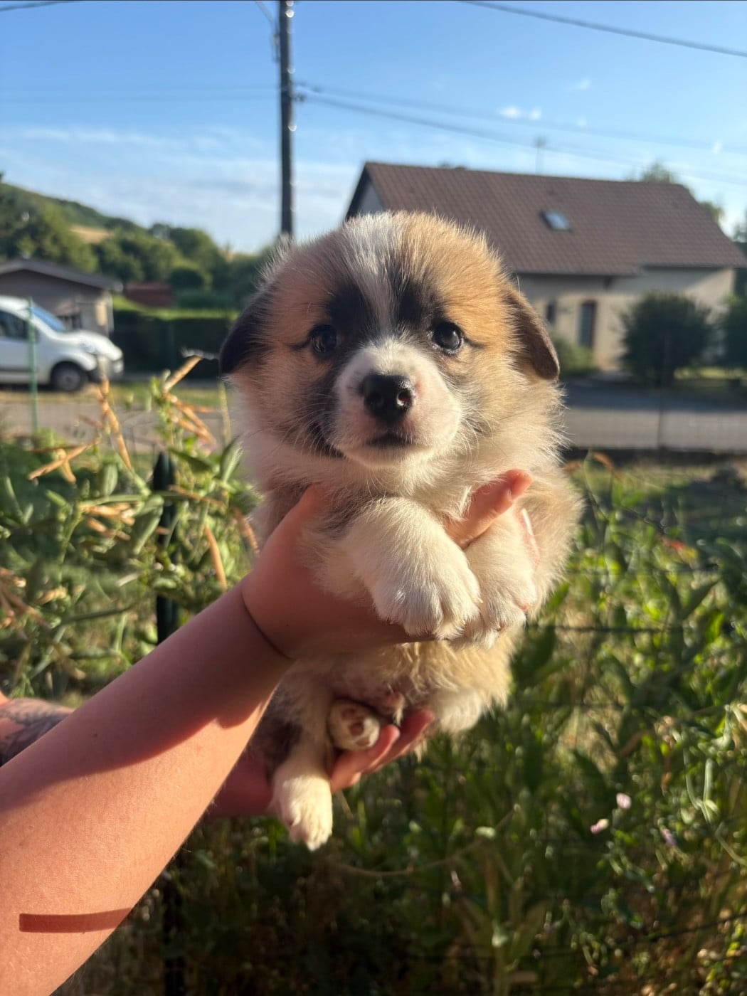 Welsh Corgi Pembroke - (Sans Affixe)