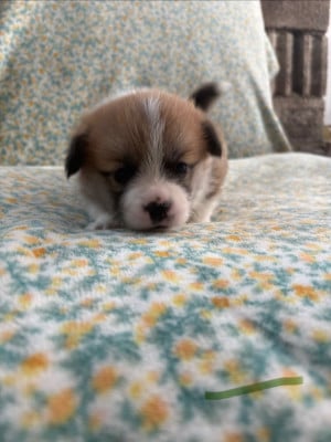 Les chiots de Welsh Corgi Pembroke