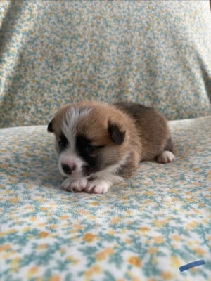 Les chiots de Welsh Corgi Pembroke