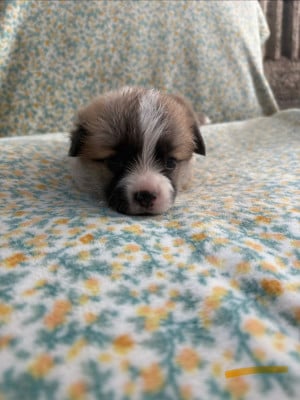 Les chiots de Welsh Corgi Pembroke
