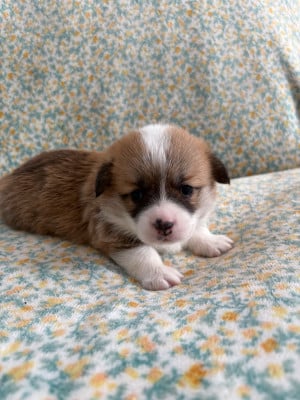 Les chiots de Welsh Corgi Pembroke