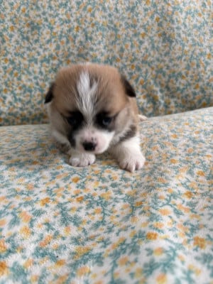 Les chiots de Welsh Corgi Pembroke