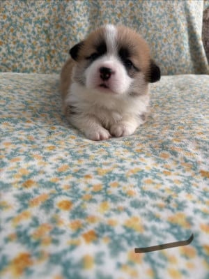 Les chiots de Welsh Corgi Pembroke