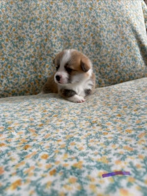 Les chiots de Welsh Corgi Pembroke